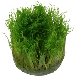 Aquadistri - Eg taxiphyllum sp.spiky nr113