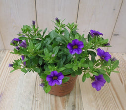 Warentuin Natuurlijk - 3 stuks! Petunia Million Bells paars