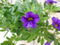 Warentuin Natuurlijk - 3 stuks! Petunia Million Bells paars