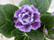 Warentuin Natuurlijk - Kamerplant Gloxinia paars