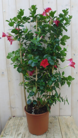 Warentuin Natuurlijk - Dipladenia rood 90 cm