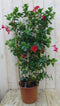 Warentuin Natuurlijk - Dipladenia rood 90 cm
