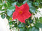 Warentuin Natuurlijk - Dipladenia rood 90 cm