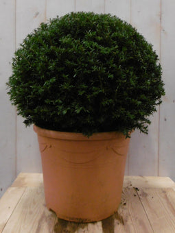 Warentuin Natuurlijk - Taxus 30 cm