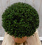 Warentuin Natuurlijk - Taxus 30 cm