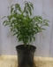 Warentuin Natuurlijk - Prunus Angustifolia 40 cm