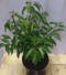 Warentuin Natuurlijk - Prunus Angustifolia 40 cm