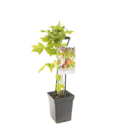 Fruithof - Rubus id. Fallgold - draagbeugel