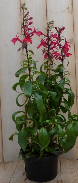 5 stuks - Warentuin Natuurlijk - Lobelia rood