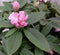 Warentuin natuurlijk - Rododendron 120 cm roze