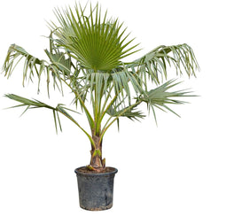 Warentuin Natuurlijk - 2 stuks! Mexicaanse waaierpalm Washingtonia robusta 110 cm I
