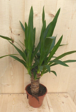 Warentuin Natuurlijk - Kamerplant Yucca 60 cm