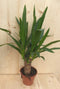 Warentuin Natuurlijk - Kamerplant Yucca 60 cm