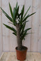 Warentuin Natuurlijk - Kamerplant Yucca 60 cm