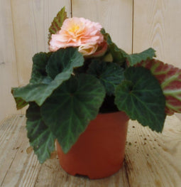 Warentuin Natuurlijk - 3 stuks! Knolbegonia roze