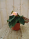 Warentuin Natuurlijk - 3 stuks! Knolbegonia roze