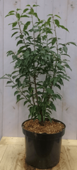 Warentuin Natuurlijk - Prunus Angustifolia 80 cm