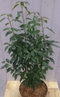 Warentuin Natuurlijk - Prunus Angustifolia 80 cm