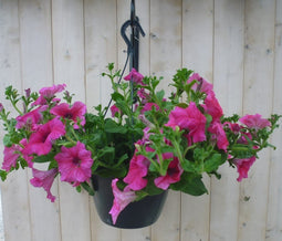 Warentuin Natuurlijk - Surfinia Hang Petunia roze