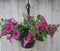 Warentuin Natuurlijk - Surfinia Hang Petunia roze