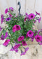 Warentuin Natuurlijk - Surfinia Hang Petunia roze