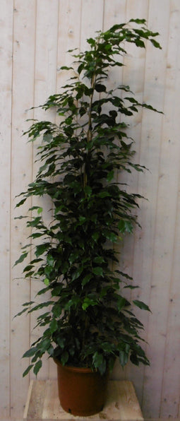 Warentuin Natuurlijk - Kamerplant Ficus Donkergroen 160 cm