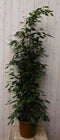 Warentuin Natuurlijk - Kamerplant Ficus Donkergroen 160 cm