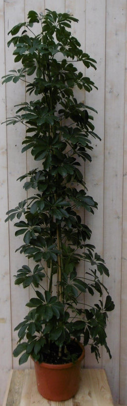 Warentuin Natuurlijk - Kamerplant Schefflera Vingersboom donkergroen 120 cm