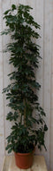 Warentuin Natuurlijk - Kamerplant Schefflera Vingersboom donkergroen 120 cm