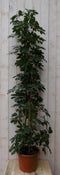Warentuin Natuurlijk - Kamerplant Schefflera Vingersboom donkergroen 120 cm