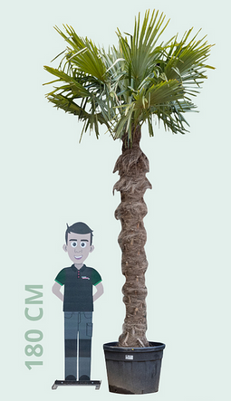 Warentuin Natuurlijk - Chinese waaierpalm 240 cm stamhoogte Trachycarpus fortunei 340 cm