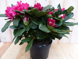 Warentuin natuurlijk - Rododendron 60 cm rood
