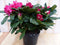 Warentuin natuurlijk - Rododendron 60 cm rood