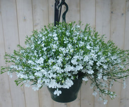 Warentuin Natuurlijk - Hangplant Lobelia wit