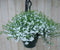 Warentuin Natuurlijk - Hangplant Lobelia wit