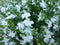 Warentuin Natuurlijk - Hangplant Lobelia wit