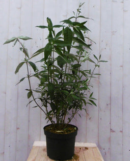 Warentuin Natuurlijk - Vlinderstruik Buddleja Paars Groot 80 cm