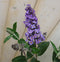 Warentuin Natuurlijk - Vlinderstruik Buddleja Paars Groot 80 cm