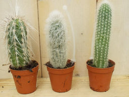 Warentuin Natuurlijk - 3 stuks! Kamerplant Cactus mini hoog