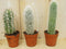 Warentuin Natuurlijk - 3 stuks! Kamerplant Cactus mini hoog