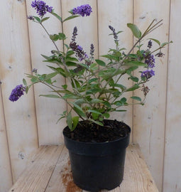 Warentuin Natuurlijk - Vlinderstruik Buddleja paars 55 cm