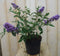 Warentuin Natuurlijk - Vlinderstruik Buddleja paars 55 cm