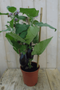 Warentuin natuurlijk - Aubergineplant GROOT