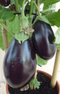 Warentuin natuurlijk - Aubergineplant GROOT