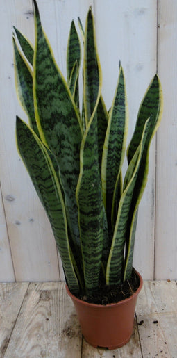 Warentuin Natuurlijk - Kamerplant Vrouwentong Sansevieria geelbont 50 cm