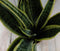 Warentuin Natuurlijk - Kamerplant Vrouwentong Sansevieria geelbont 50 cm