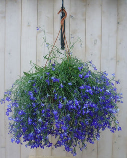 Warentuin natuurlijk - Hangplant Lobelia blauw