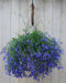 Warentuin natuurlijk - Hangplant Lobelia blauw