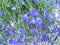 Warentuin natuurlijk - Hangplant Lobelia blauw