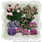 Vierkante Meter Borders - 1m2 Voorjaarsborder in purper en roze 4a